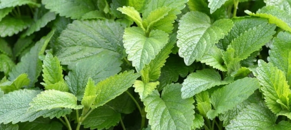 Les bienfaits de la mélisse Les bienfaits de la mélisse