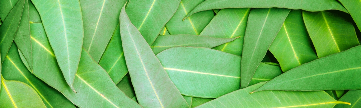 eucalyptus plantes et ingredients