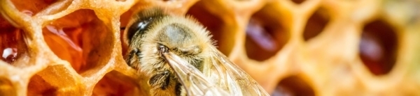 HUMER Apithérapie miel bien-être
