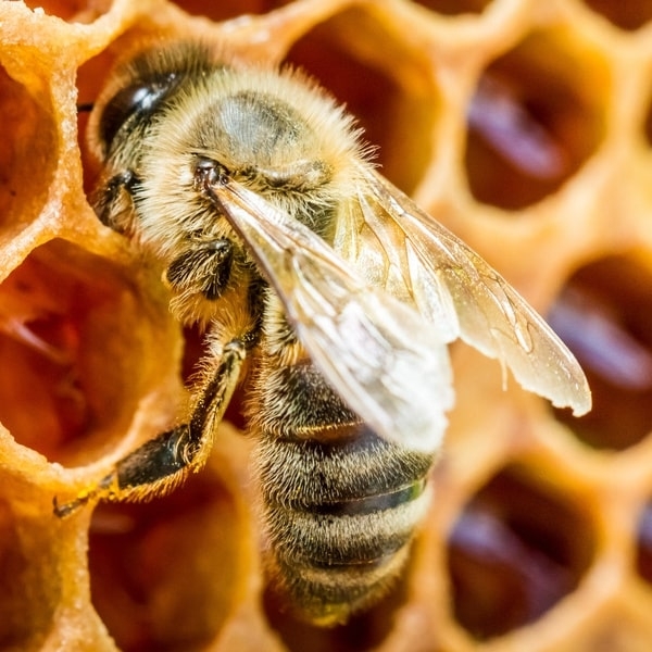 HUMER Apithérapie miel d'abeilles