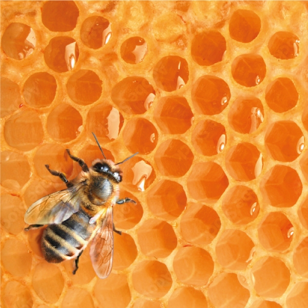 L'apithérapie, les bienfaits des produits de la ruche